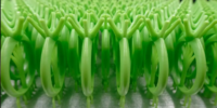 Rapid - Image 3
