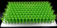 Rapid - Image 4